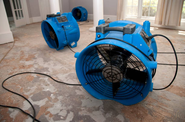Best Mold removal after water damage  in Milmay, NJ